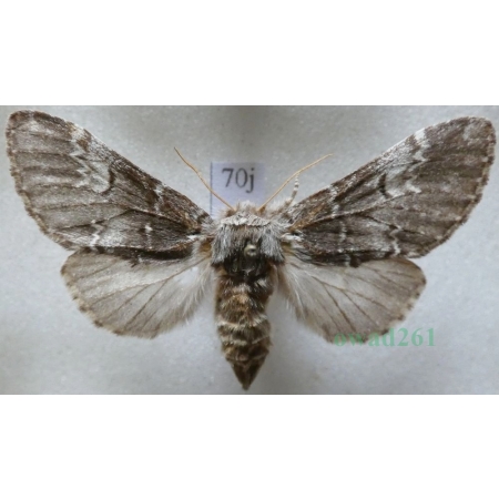 Drymonia ruficornis (Hufnagel, 1766) female Dąbrówka chaonia Czech70j
